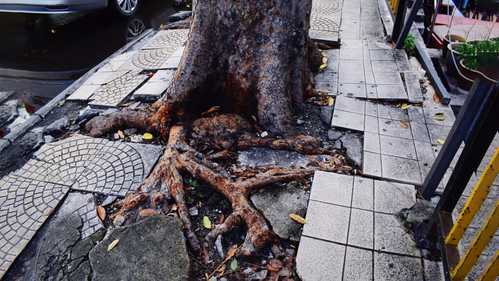 tree causing damage